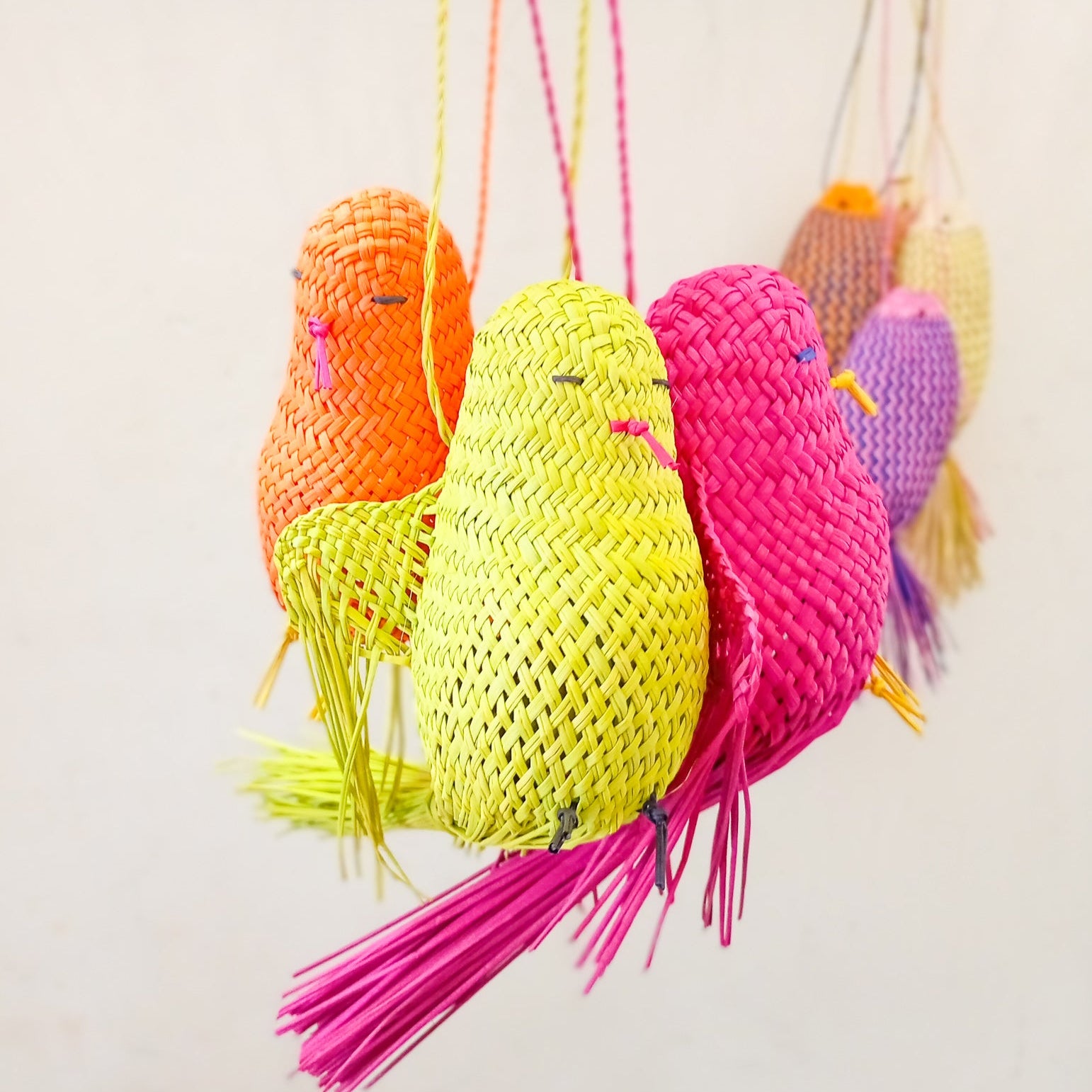 Pájaros de Jipijapa