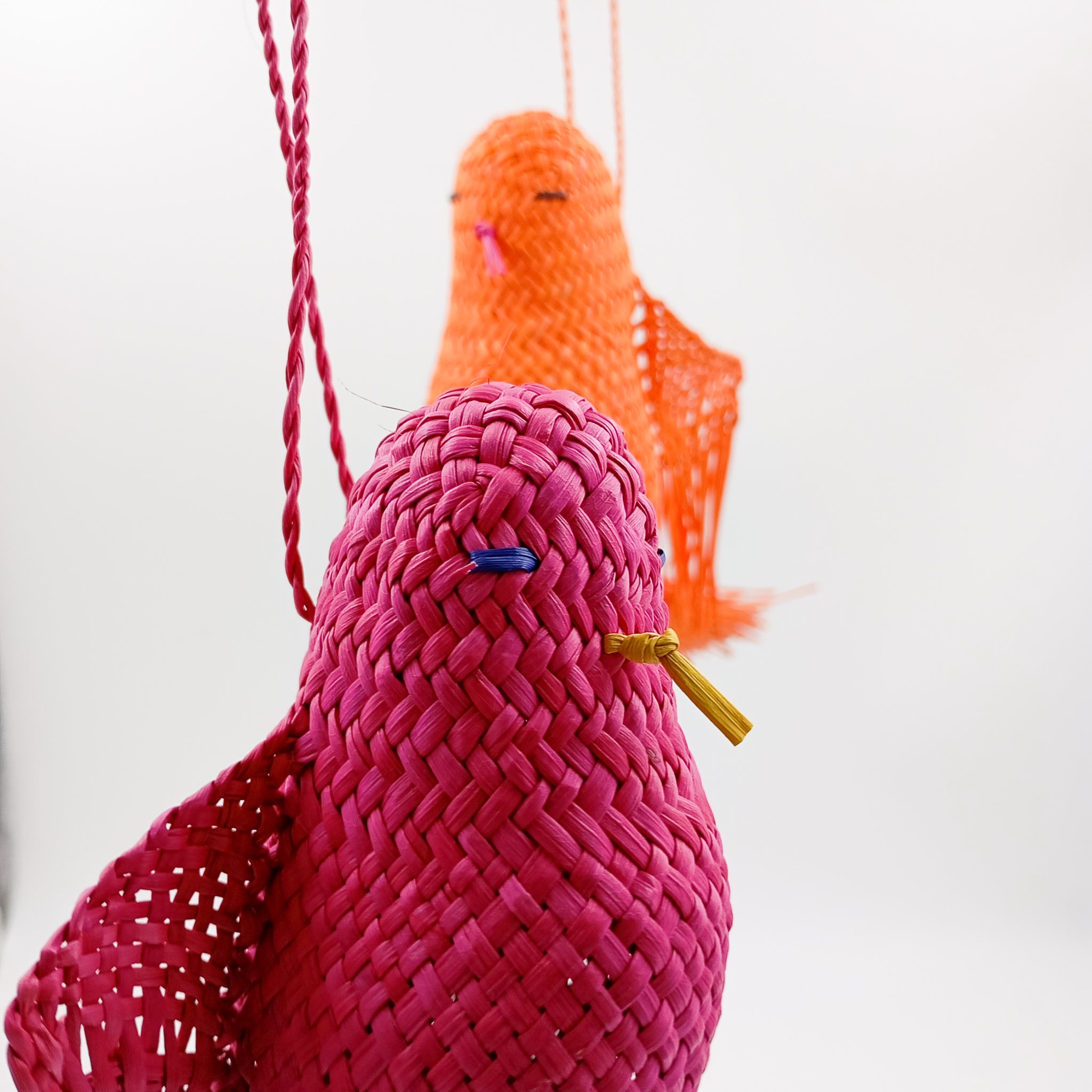 Pájaros de Jipijapa